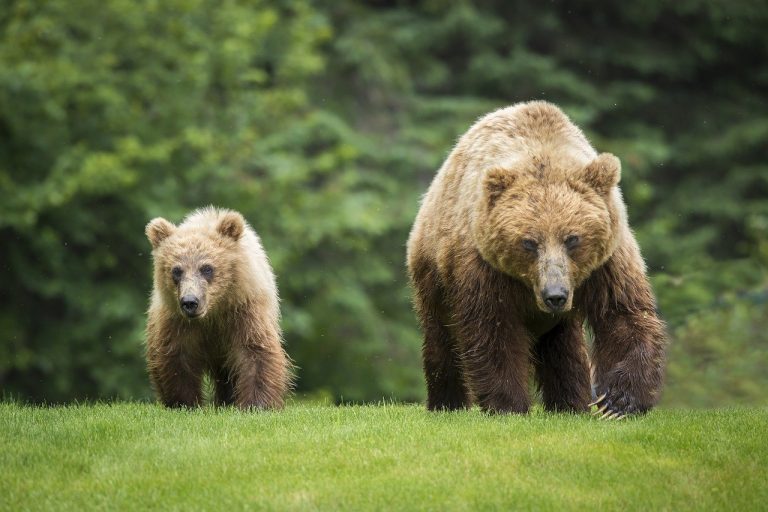 bear, wildlife, animals
