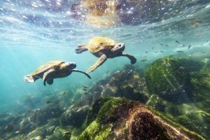 Ecuador and the Galapagos Islands Travel Blog