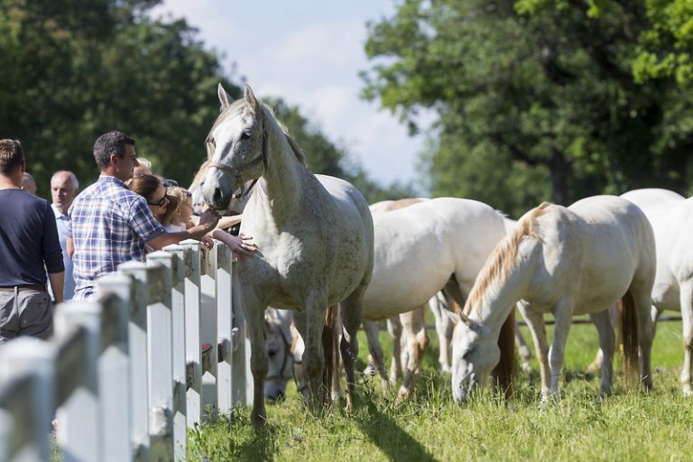 Lipica Horse Stud