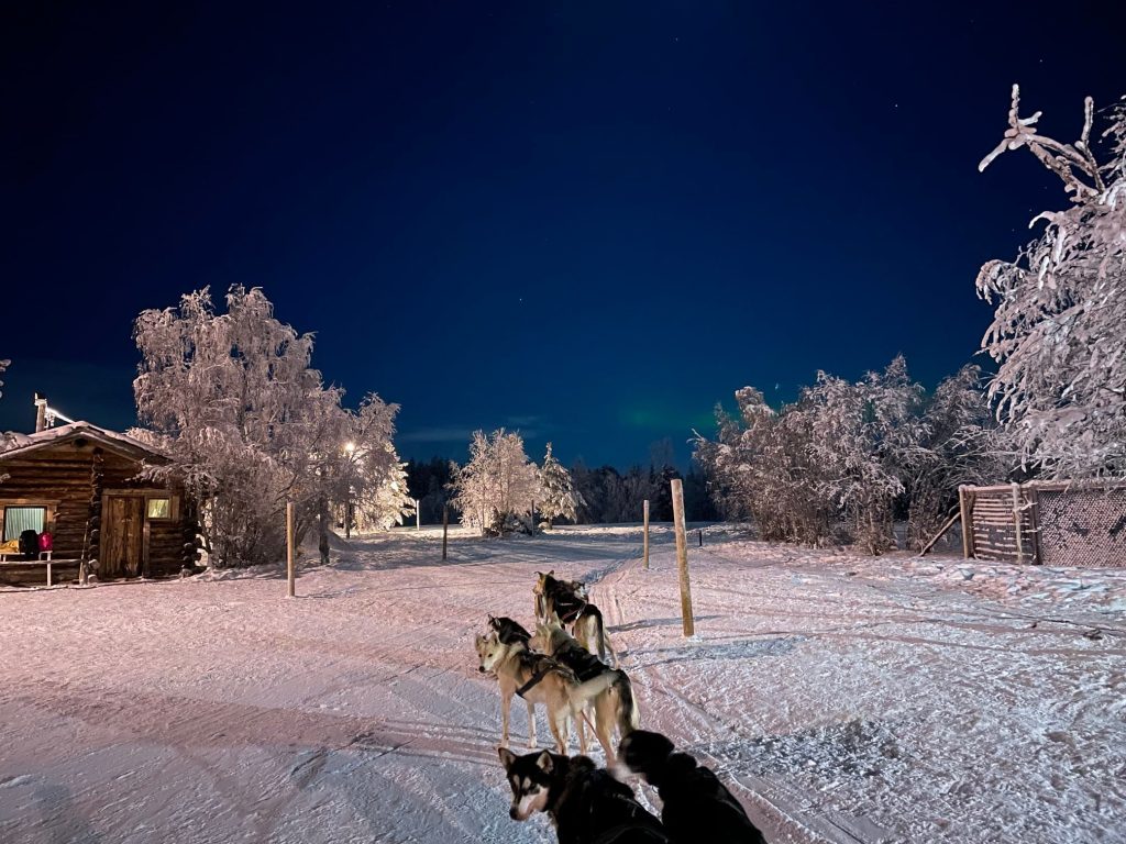 Husky Ride, Transun Travel, Lapland