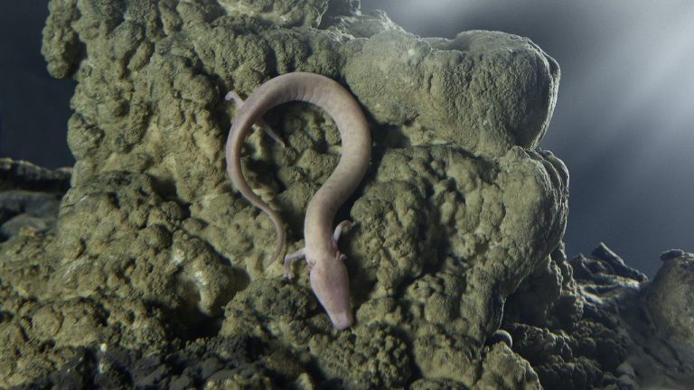 Olm, Postojna Cave