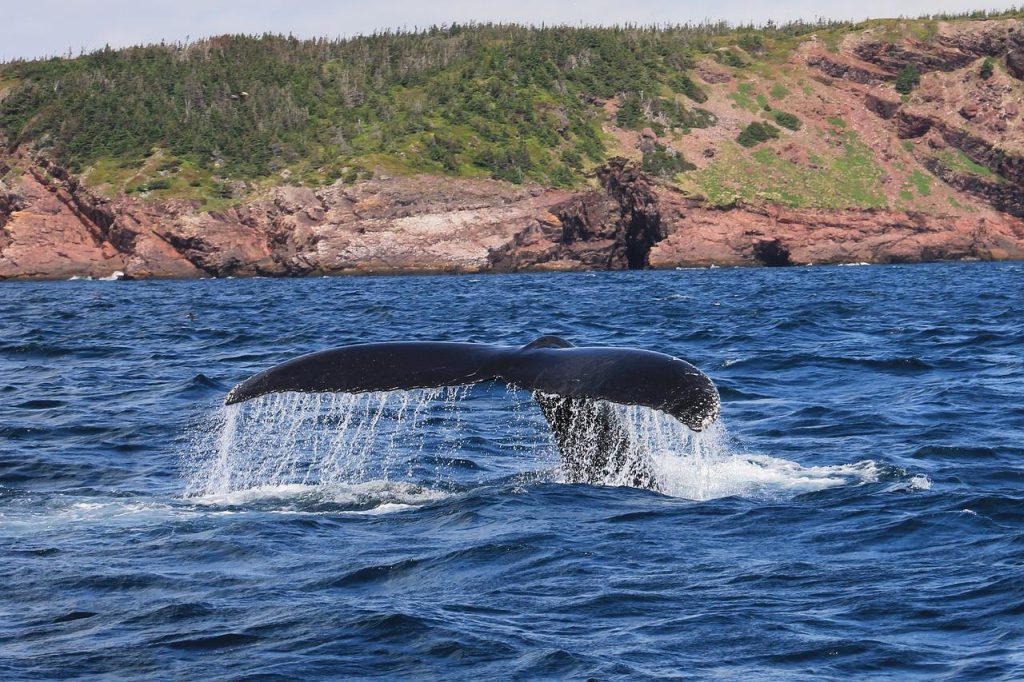 Whale Watching in the Azores