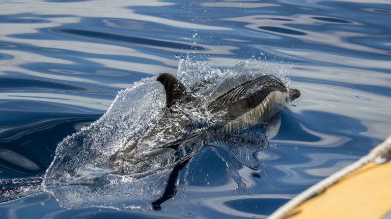 Whale and Dolphin watching from Sao Miguel The Azores
