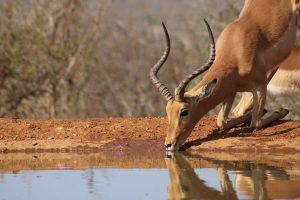 South Africa Travel Blog Impala