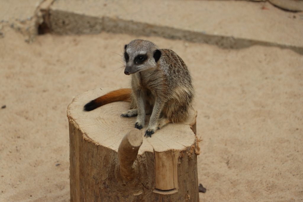 Tropical World Meerkat