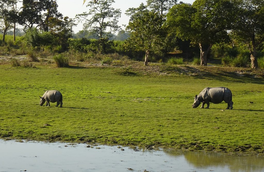 One Horned Rhino in Kaziranga National Park