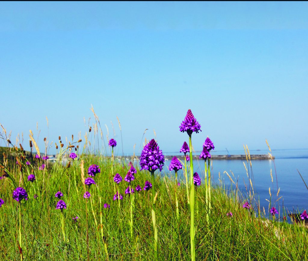 Orchids, Alderney credit Martin Batt CYMK