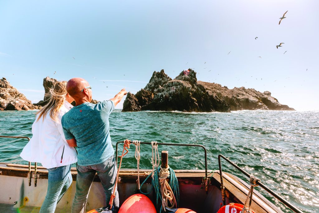 Wild About Alderney, Gannets