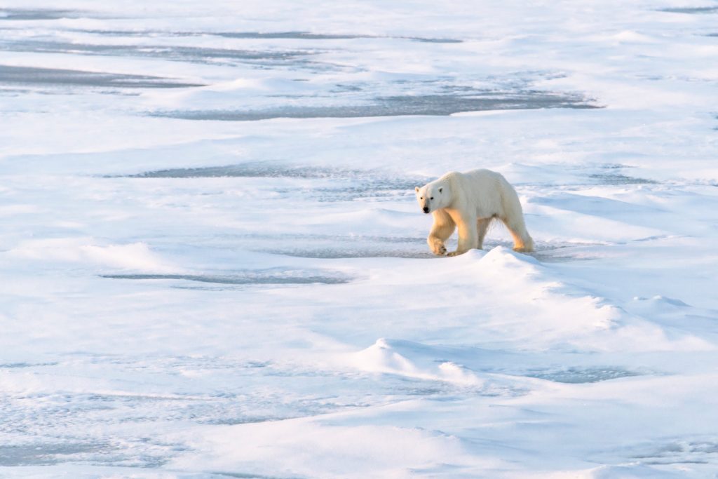 Polar Bear Copyright StudioPONANT-Olivier Blaud