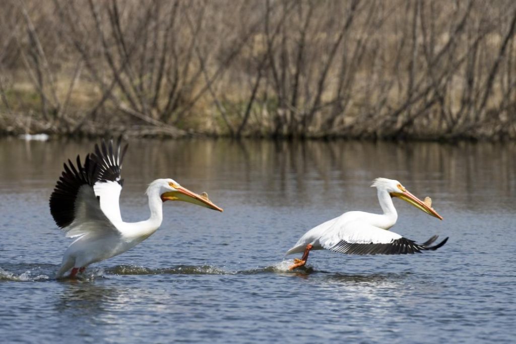 Pelicans Skim the Water near Denver, Gone Fishing in Colorado
