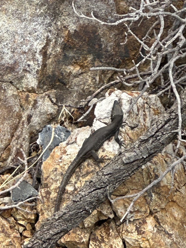 The-Giant-la-Gomera-Lizard