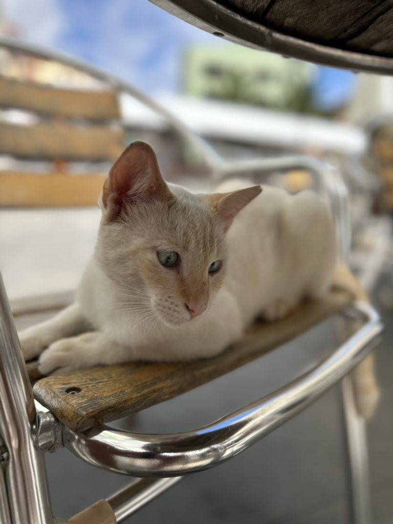 Vallehermoso-Cats