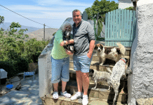 Animal Magic in Andros Andros Animal Shelter Sandy Piglet and Rupert