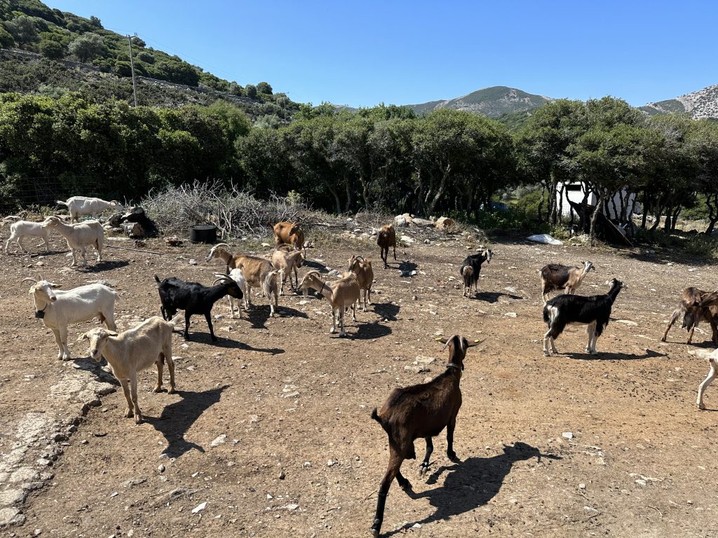 Herd of Goats, Naxos Island Farm
