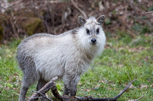 Japanese Animals Exploring The Diversity Of Japan s Wildlife Japanese Animals Exploring The Diversity Of Japan s Wildlife