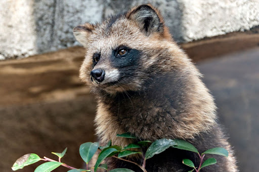 Tanuki Japanese Raccoon Dog