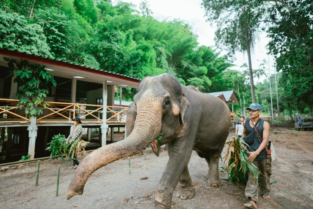 Elephant at Sanctuary in Chiang Mai, Thailand