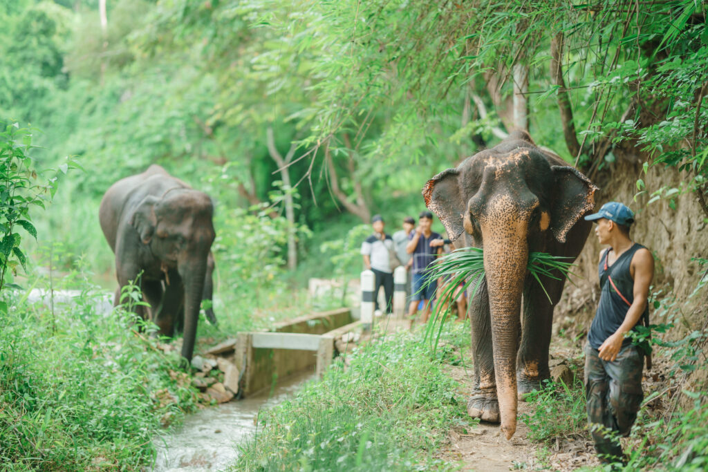 Elephant_hiking