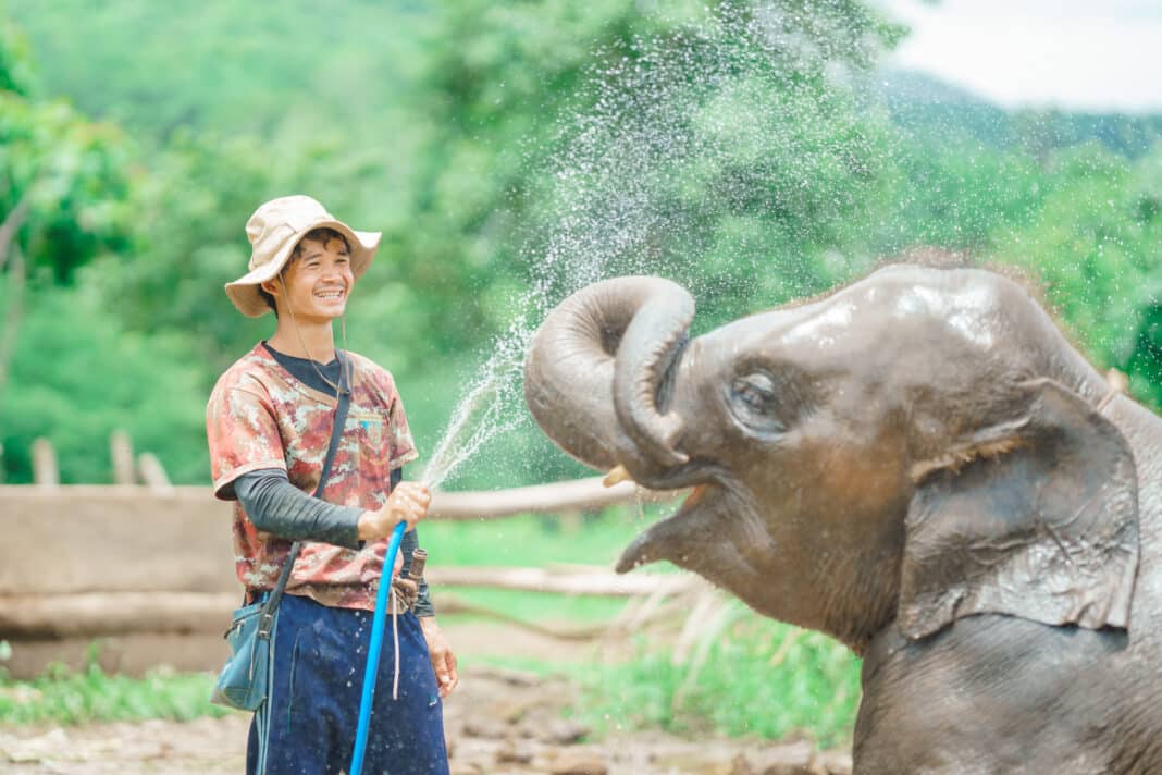 An Elephant taking water from a hose