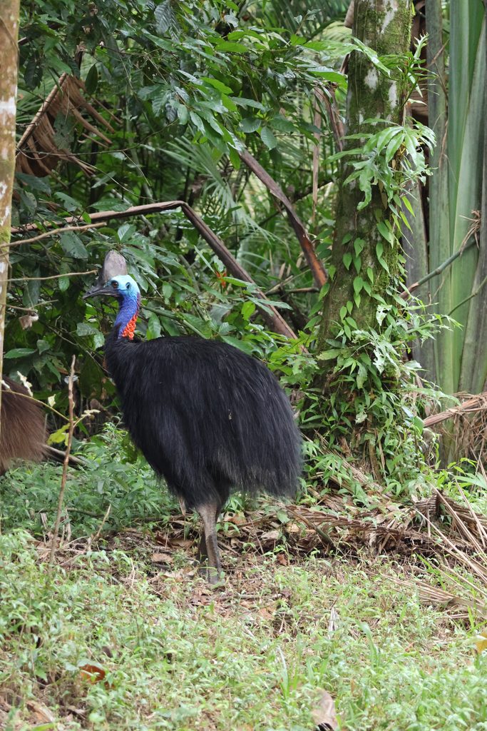 Cassowary, Daintree Rainforest, Australia