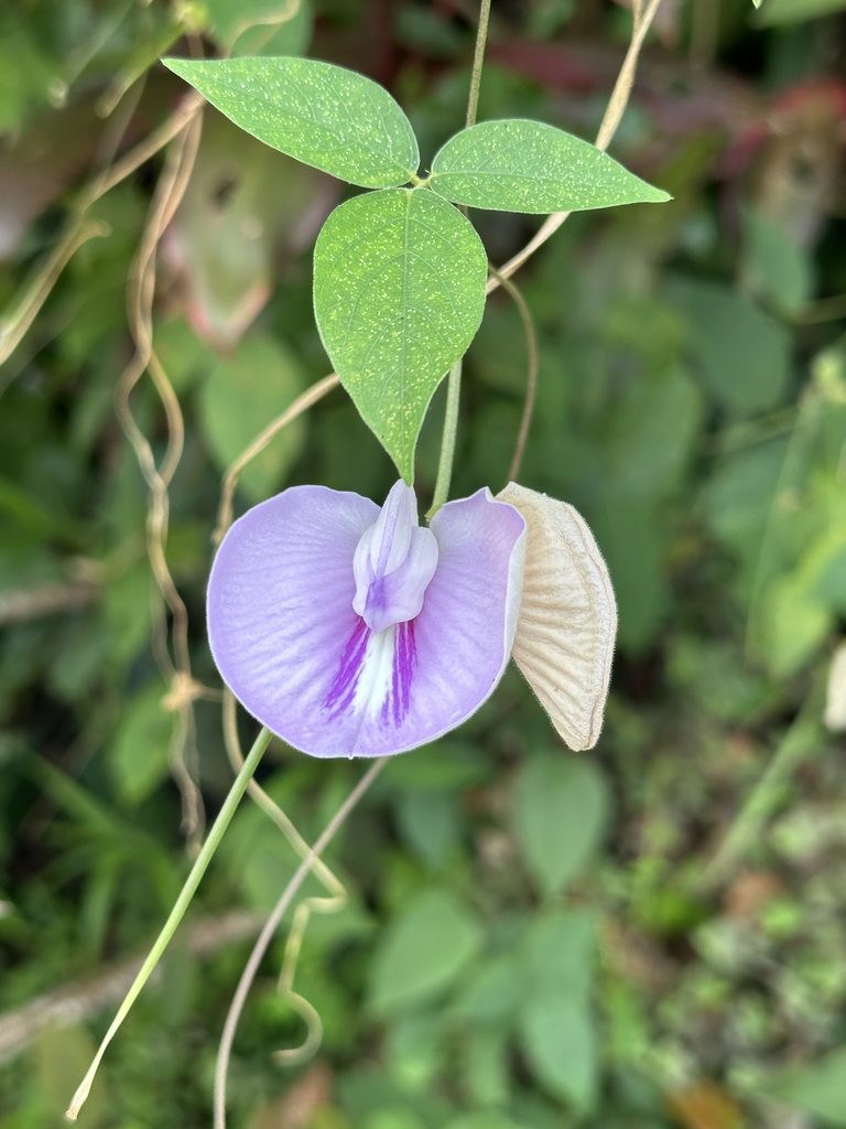 Daintree Flora