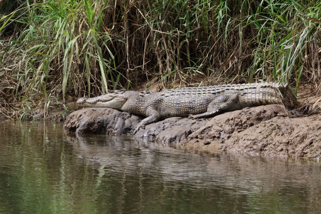 Daintree Saltwater Crocodile