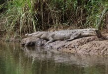 Daintree Rainforest, Australia: Why Not? Daintree Saltwater Crocodile